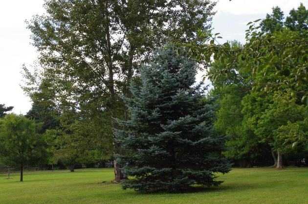 (this is a blue spruce. perhaps the most valuable lesson of this entire post)